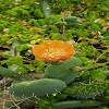 Plants: image 90 Of 208 Thumb